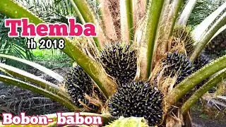 Themba nya babon #themba