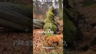 I'm still a kid, climbing trees #youtube #dogs #dailydogwalk #dog #funnydogs #kids