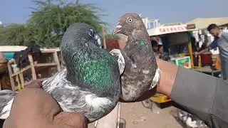 Kalar Saydan Birds Market 17th November 2025