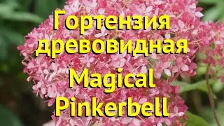 Гортензия древовидная Мэджикал Пинкербелл. Краткий обзор hydrangea arborescens Magical Pinkerbell
