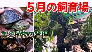 ５月の飼育場【亀と植物の管理】〜かめぞー☆ちゃんねる　234クラッチ目〜
