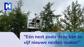 Nest met gevreesde Aziatische hoornaar gevonden en opgeruimd