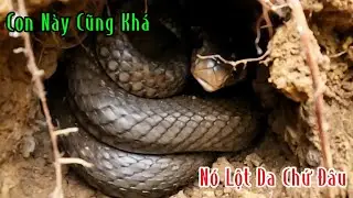 Mừng Hơn Trúng Số Độc Đắc | Mười Thương Săn Bắt