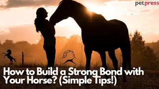 How to Build a Strong Bond with Your Horse | Tips for a Deeper Connection