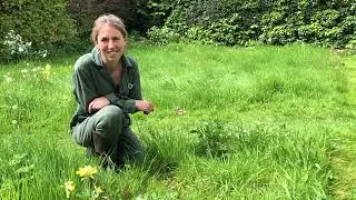 How to make a perennial flower meadow (in a small space) - part 3