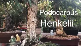 Bonsai - Podocarpus Henkelii - Henkel&rsquo; s Yellowood  October 2019