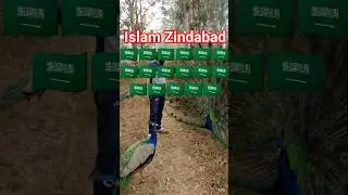 Islamic Umar Beautiful voice Quran e Pak reaction,#islam #youtubeshorts #trending