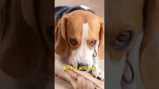 What does a dog anxiety attack look like?