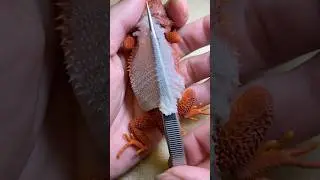 Before and after using a UVB lamp, the difference in my bearded dragon's shedding is incredible!