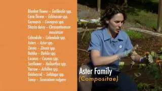 Plants to Attract Benificial Insects