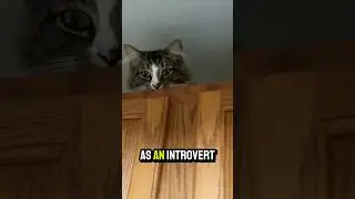 Catrovert or Introvert? #CatThoughts