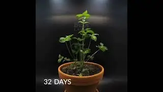 Red Clover seed to flower in 41 days. #plants timelapse