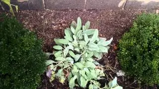 Border planting with boxwood