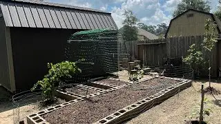 DIY Filling cinder block garden with top soil and compost and planting grape tree grape vine