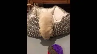 Puppy doesn't want to leave his bed ❤️🤗