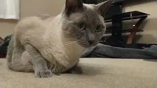 Nala vs. the click beetle