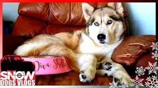 SHELBY WILL NOT EAT | #DivaDog
