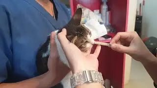 A First Vet Visit of Kitten Simen | Deworming Simen the rescued kitten