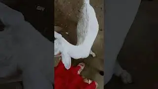 FRIENDLY SWEET GOAT 🐐🙂 AND 🐶 #cute #dog #love #animals #how