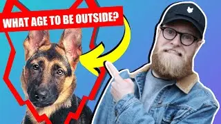 WHEN CAN MY GERMAN SHEPHERD PUPPY GO OUTSIDE OR IN THE GARDEN?