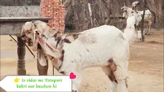 🔥 Totapuri Bakri aur Bacche | Full Collection | All Types Totapuri Goats | Goat Farming Video 