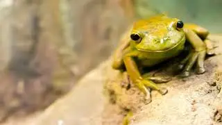 SONIDO de &iexcl;RANA! Croando 🐸 (EFECTO DE SONIDO) 🔊 frog sound