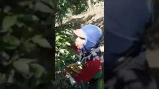 Manok jalak ngoceh lucupuol dijamin ngakak😁😅😅😅