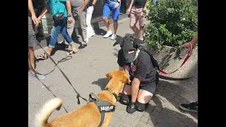 Puppy Benni on German GayPride Karlsruhe 2018 (🟡Human Pupplay🟡) #humanpupplay #shorts #pupplay