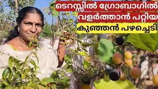 Tips for growing and caring of PHALSA fruit plant on terrace in container or pot | Malayalam
