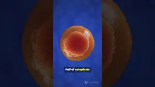 Sperm vs egg : size and speed showdown