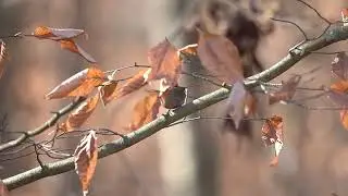 Winter Wren Alarm Calling