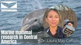Marine mammal research in Central America with Dr. Laura May-Collado