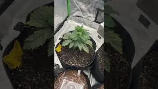 Enjoy Your Day!!! Low stress training. Lst.