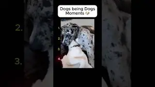 Predictable Dog Moments 2
