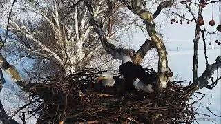 PA Farm Country Mom lays egg #1 2.4.26 - from HDOnTap Livestream