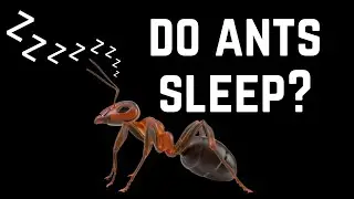 Do Ants Sleep? The Surprising Truth!