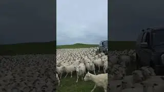 Простите, девочки, я вас обманул.