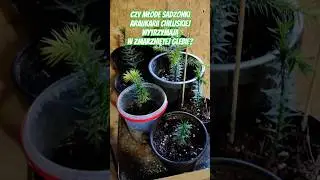 Czy młode sadzonki araukarii chilijskiej wytrzymają w zmarzniętej glebie? #arauc&aacute;ria, #araukaria