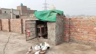 #birds#pets#pigeon#viral#subscribe 