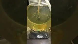 Sea-Monkeys swimming in .5 gallon tank. #seamonkeys #seamonkey #shorts