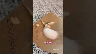 Silk Moth Life Cycle