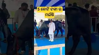 5 Crore Rupees Buffalo at Matsya-Pranee samavesh Odisha 2026 Janata Maidan Bhubaneswar #ytshorts