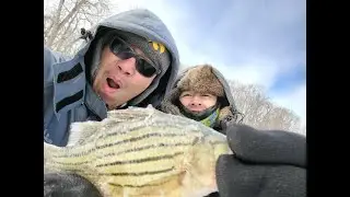 Pre Fishing for My First Fishing Tournament | Yellow Bass Bonanza |