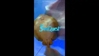 SeaQuest at Stonecrest Recap | by Happily Ever Alphin&reg;