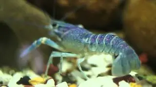 My Blue Lobster/Crayfish