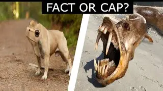 insane animals: fact or cap?! | MEME