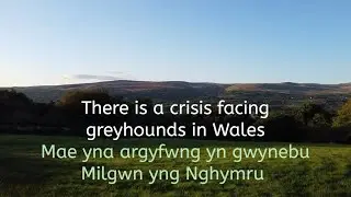 A Crisis Facing Greyhounds in Wales