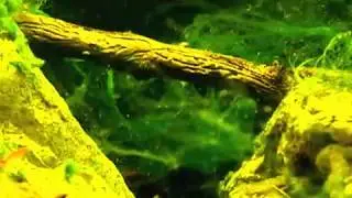 Algenaquarium: Die R&uuml;ckwand veralgt