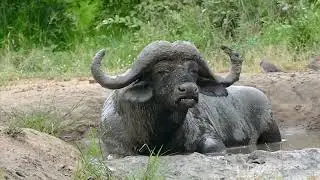 African Animals - Names and Sounds - Learn about Animals (part 2)