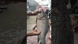 😲 Most Amazing Black Rohu Fish Hunt Full Action! #fishing​ #fish​ #fishinglife​  #fishingworld​